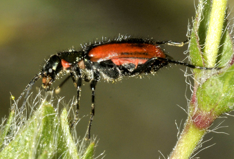 Malachiidae: Malachius rubidus